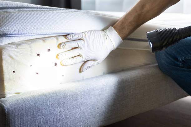 Reliable Sullivan, IN Pest Control Solutions